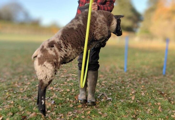 Meet the Sittingbourne sheep at Yew Tree Farm School trained to perform tricks better than a dog