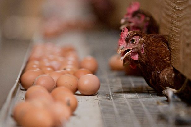 Britain 'at breaking point' ahead of looming chicken crisis and veg shortage
