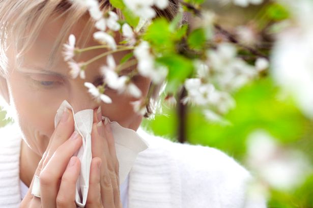 Map shows pollen count over next five days as hayfever returns with a vengeance