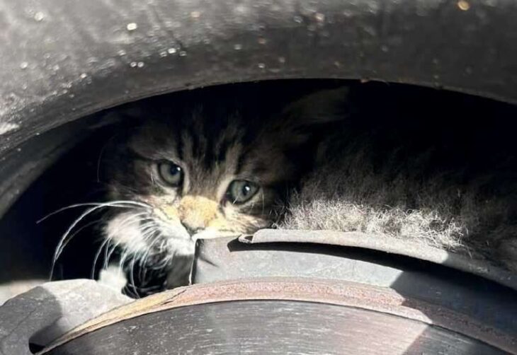 Kitten travels 122 miles from Homewood Avenue, Sittingbourne, to New Forest inside wheel of car