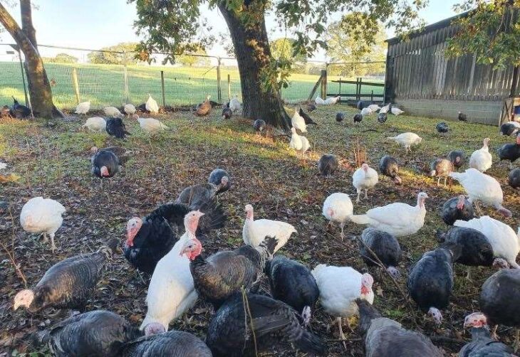 Partridge Farm in Sellindge, near Ashford to stop selling turkey’s after 65 years