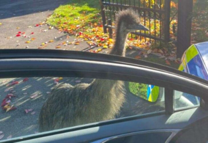 Missing emu – called Rodney – found by police after going on the run in Loose, near Maidstone