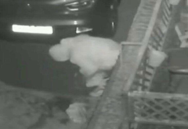 CCTV catches moment man poos on person’s driveway in Romney Court, Sittingbourne