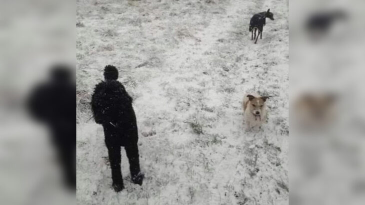 Everyone can see the two dogs playing in the snow with their 'owner' - you have a high IQ if you can spot the 3rd animal