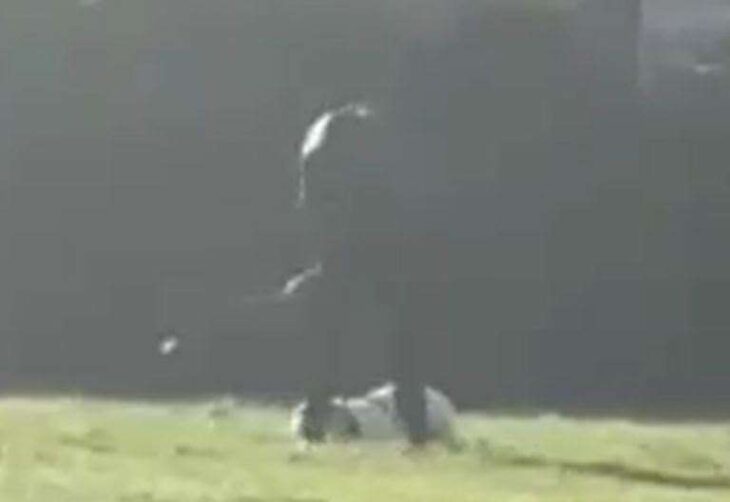 RSPCA investigation after video emerges of man beating Labrador dog at St Aidan’s Park, Gravesend
