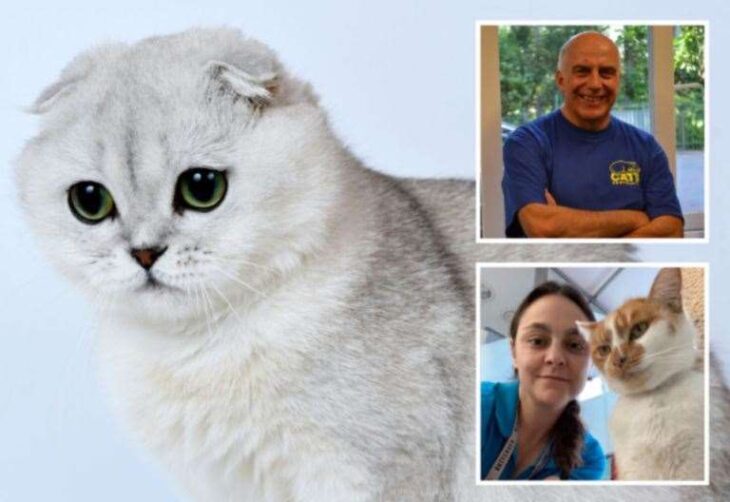 Cats Protection, Battersea and the RSPCA raise concerns over Scottish Fold cat appearing in Argylle, starring Henry Cavill and Dua Lipa