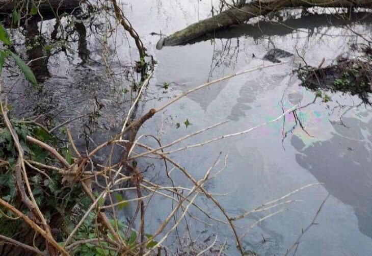 Investigation launched into oil spill in Great River Stour, Canterbury after animals found dead