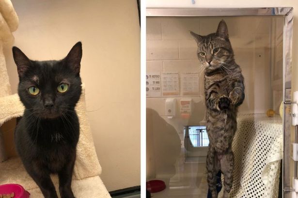Three cats found dumped in taped-up cardboard box by bins in Gillingham