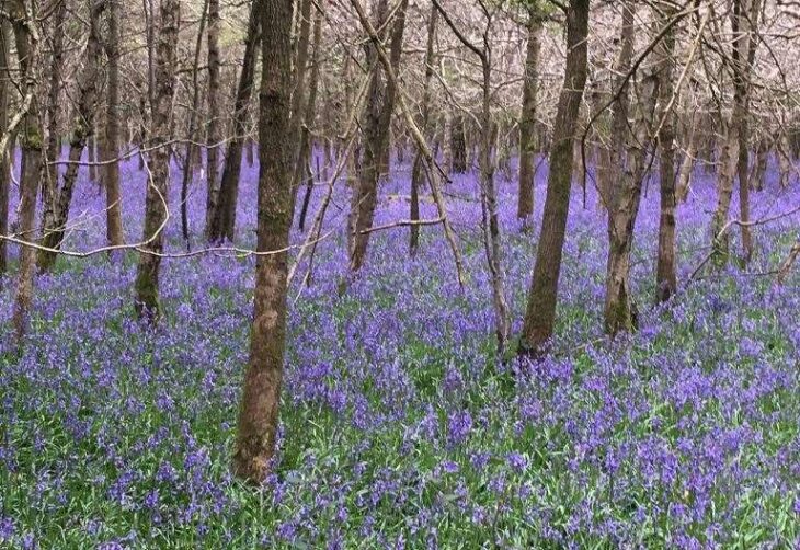 Where to see bluebells in Kent this spring and summer