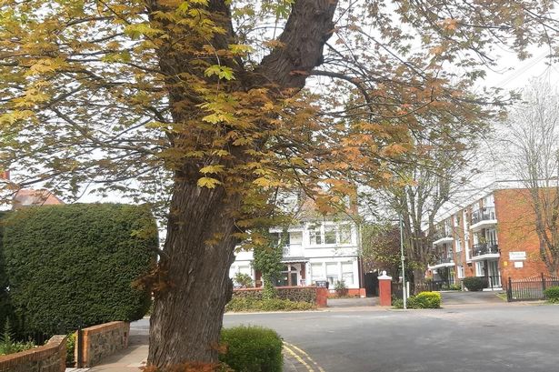 'Treasured' tree to be cut down by council because of 'absurd' claims it leans over road