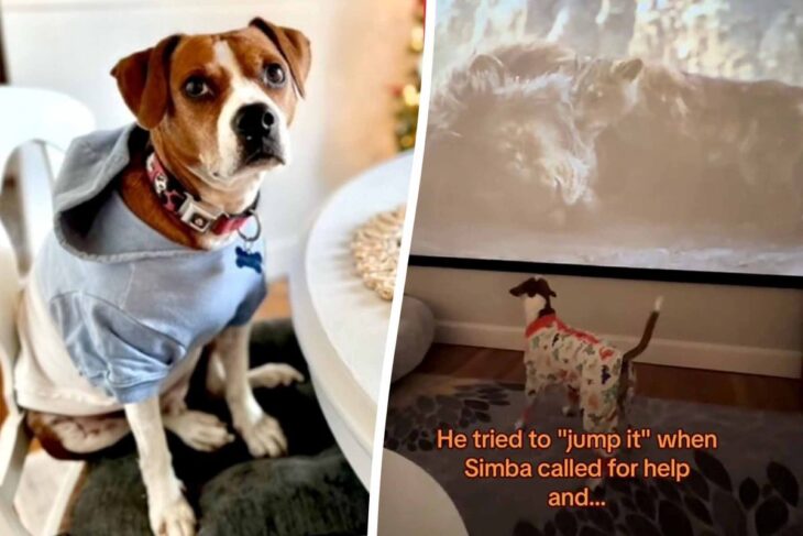 Beagle cross dog sits on his couch and is engrossed in his favourite film The Lion King in funny video