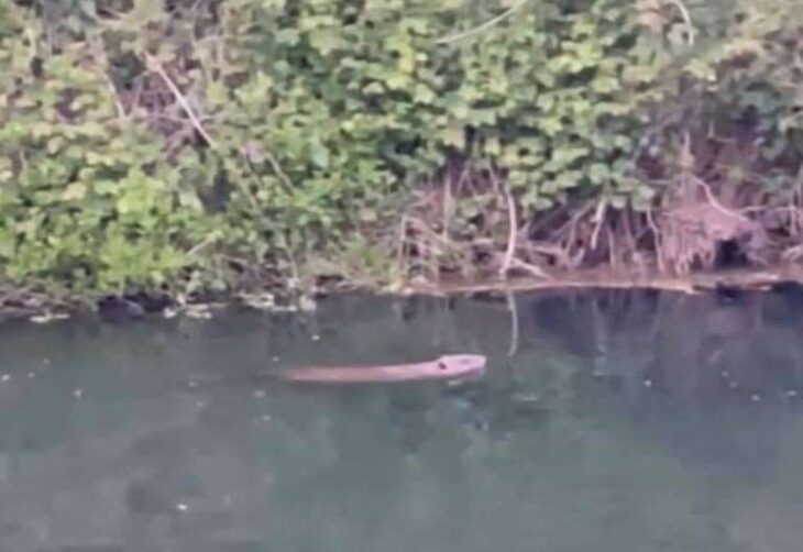 Beaver spotted swimming in River Stour in Canterbury
