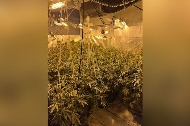Cops searching for culprits after large cannabis farm discovered in house