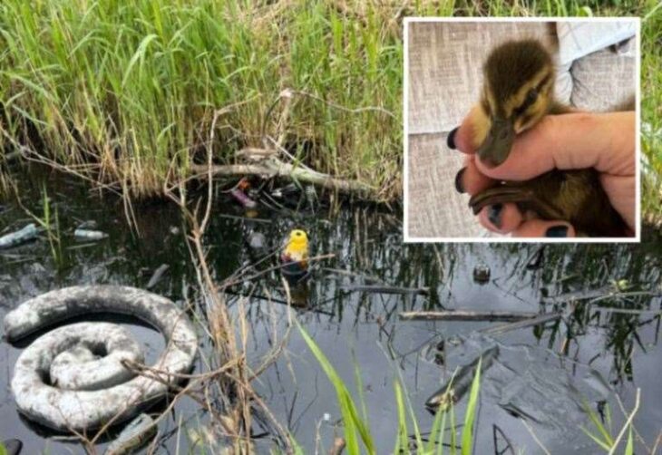 Dead ducklings found after oil spill at The Fleet in Sheerness by Kent Wildlife Rescue Service