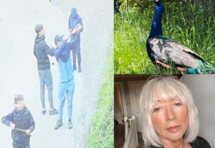 Family left devastated after pet peacock ‘brutally killed’ in catapult attack in Boughton Monchelsea