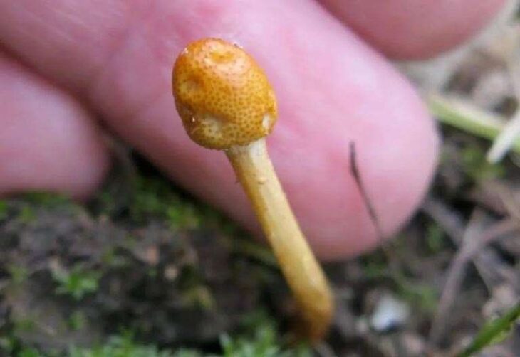 Rare ‘Last of Us’ zombie fungi found in Dane Valley Wood, Margate
