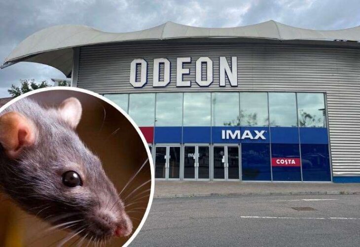 Rats spotted at ODEON cinema in Chatham Dockside during screening of Amy Winehouse biopic ‘Back to Black’