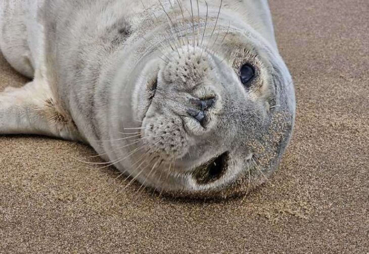 Seal pup rescued from Joss Bay in Broadstairs
