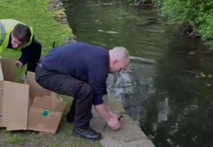 Security guards rescue flock of ducks lost in Whitefriars Square in Canterbury