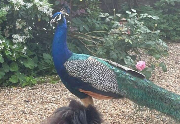 Teenage boy arrested following report pet peacock killed by group with catapults in Boughton Monchelsea