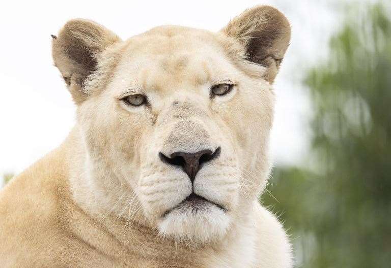 The Big Cat Sanctuary in Headcorn shares heartbreak at death of white ...