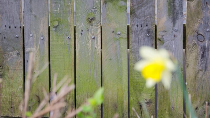 'This is amazing stuff' people rave about £7 Home Bargains buy that removes algae from your fence - with zero scrubbing