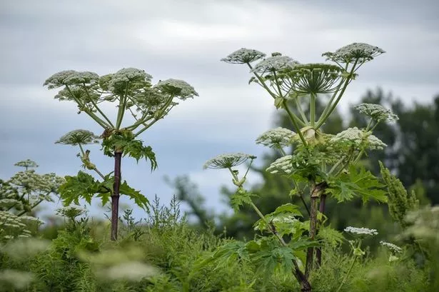 UK facing record invasion of 'most dangerous' plant that causes serious burns