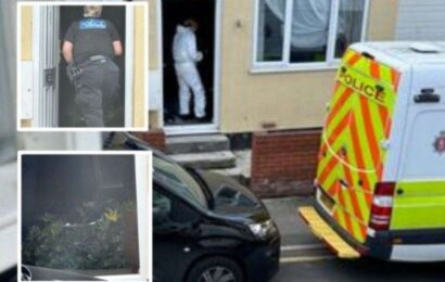 Cannabis plants seized from multiple houses in Gordon Road in Gillingham during police raid
