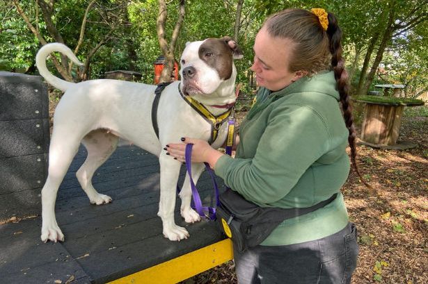 Dog picks up special skill in bid to find her forever home