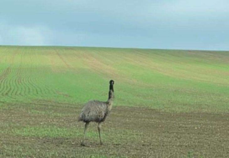 Escaped Emu seen on Iwade Road, near Sittingbourne