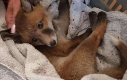 Fox cub feared ‘shot in the head’ in Johnson Avenue, Gillingham