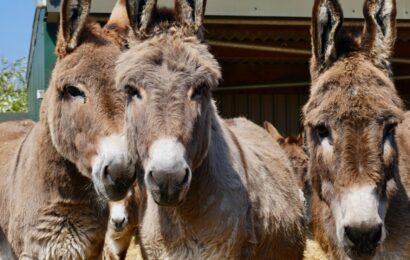 Fury as top donkey rescue charity to shut four centres over soaring costs - but £160k execs will KEEP jobs