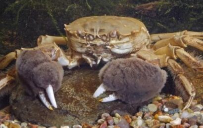 Giant Chinese crabs invading North Wales waters