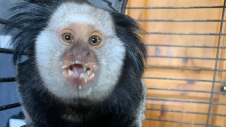 Homeowner left terrified after finding South American monkey in her conservatory
