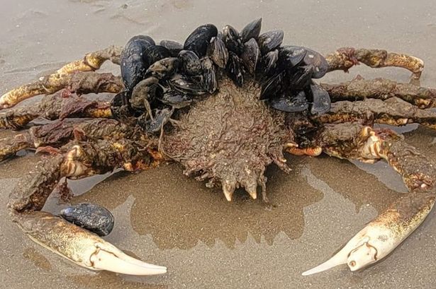Monster jellyfish and crab that 'could wipe out town' spotted on North Wales beach