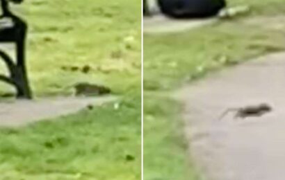 Mum’s horror at rats running around Victoria Recreation Ground play park in Canterbury