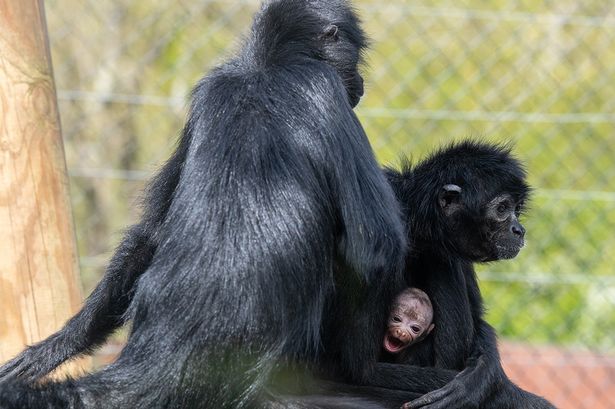 Rare baby monkey born at Essex zoo cradled by mum in adorable pictures