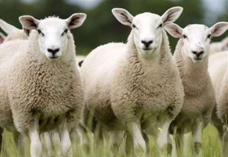 Sheep killed in dog attack at Ashenbank Woods, Halfpence Lane, Cobham, near Gravesend