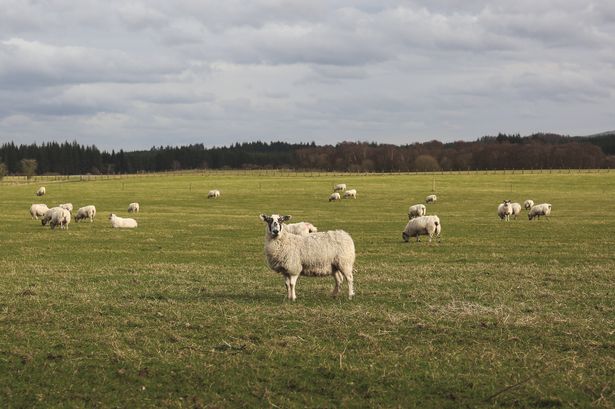 Three sheep killed in dog attack near Gravesend