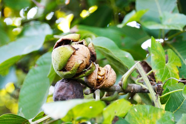Wales starts to farm walnuts using wool and seashells as climate warms