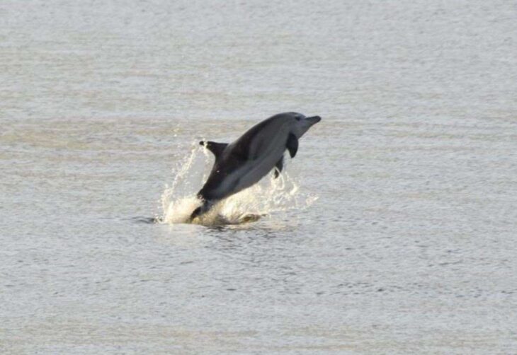 Gravesend photographer captures ‘dolphins’ swimming in Thames near Gravesend town pier