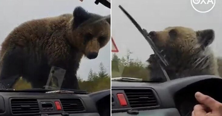 Hitchhiking brown bear terrorises drivers as it claws onto broken down car | World News