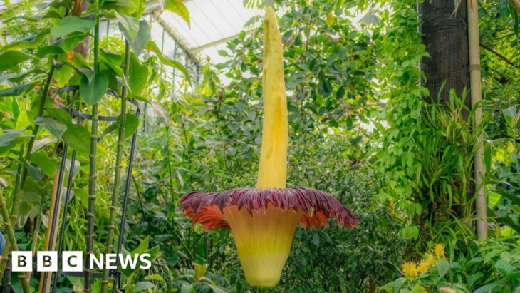 Kew's foul-smelling plant blooms again