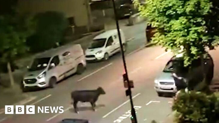 Surrey Police refers itself to watchdog over cow car incident