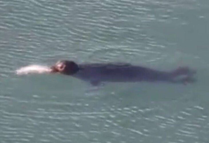 Video shows seal catching fish in Ramsgate Marina