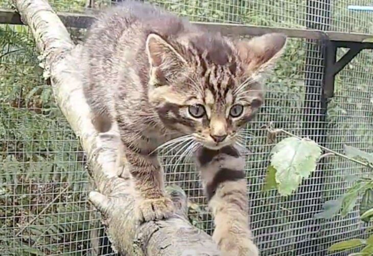 Wildcat kittens born at Wildwood Trust, between Herne Bay and Canterbury
